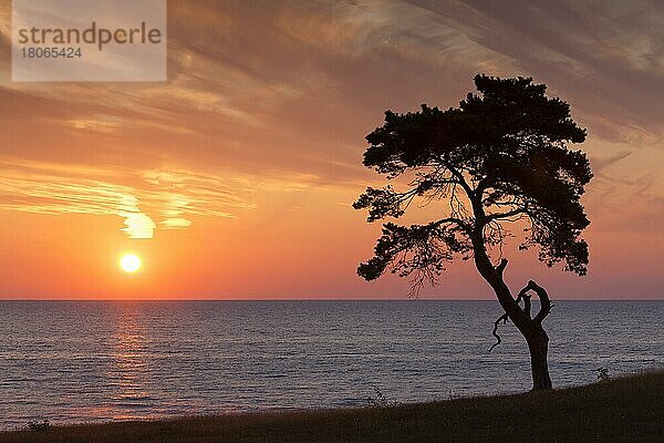 Waldkiefer (Pinus sylvestris)  Solitärbaum entlang der Küste  Silhouette bei Sonnenaufgang über dem Meer