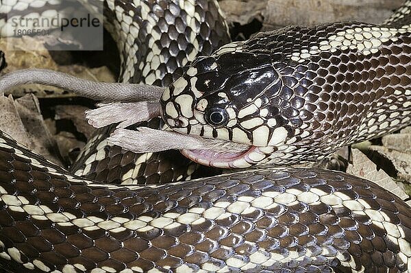 (Lampropeltis getula) californiae  Kalifornische Königsnatter  Kalifornische Königsnattern  Andere Tiere  Reptilien  Schlangen  Tiere  California kingsnake  coastal phase  striped  Lampropeltis...