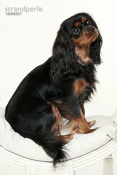 Cavalier King Charles Spaniel  Hündin  schwarzbraun  erwachsen