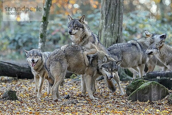 Europäischer Wolf (canis lupus) captive
