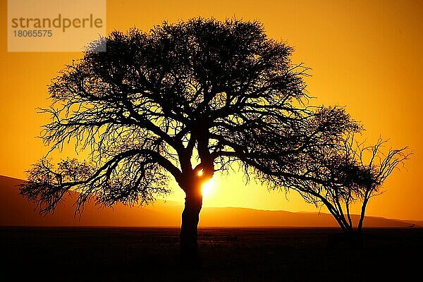 Sonnenuntergang  Kameldorn (Vachellia erioloba) in der Nähe der Düne 45  Sossusvlei  Das Namib-Sandmeer  Namib-Wüste  Namib-Naukluft-Nationalpark  Hardap Region  Republik Namibia