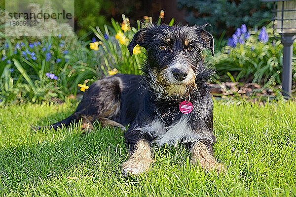 Mischlingshund im Garten  Dackel-Terrier-Havaneser-Mischling