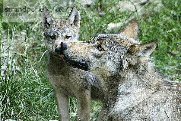 Wolves  female with cub  Wölfe (Canis lupus) Weibchen mit Jungtier