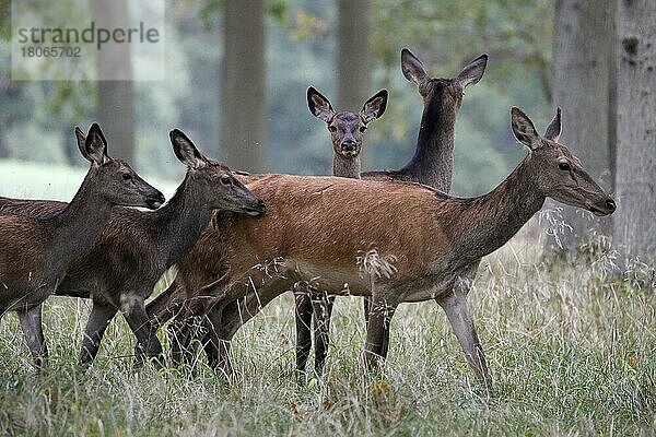 Rotwild (Cervus elaphus)  Hirsch  Brunft  captive