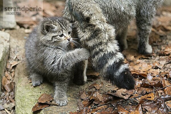 Europäische Wildkatze (Felis silvestris) und Jungtier  Nationalpark Bayerischer Wald  Bayern  captive  Deutschland  Europa