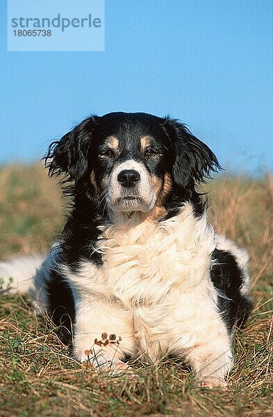 Mixed Breed Dog  Mischlingshund (animals) (Säugetiere) (mammals) (Haushund) (domestic dog) (Haustier) (Heimtier) (pet) (außen) (outdoor) (frontal) (head-on) (von vorne) (Wiese) (meadow) (liegen) (lying) (adult) (schwarz-weiß) (black & white)