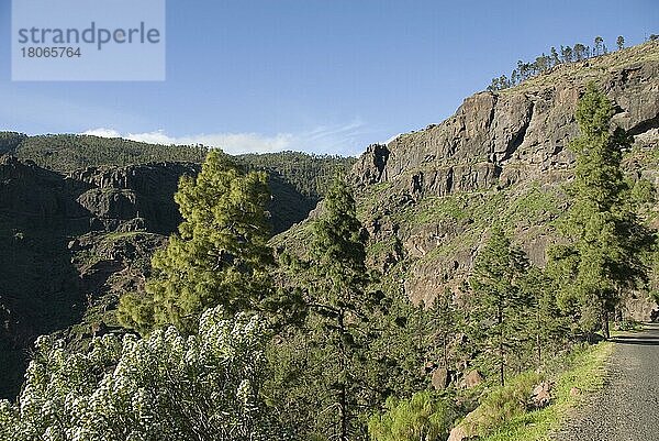 Landschaft an der Straße GC605  Gran Canaria  Kanarische Inseln  Spanien  Europa