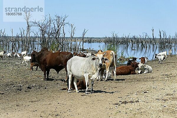 Hausrinder  Kühe am Ngami-See  Botsuana