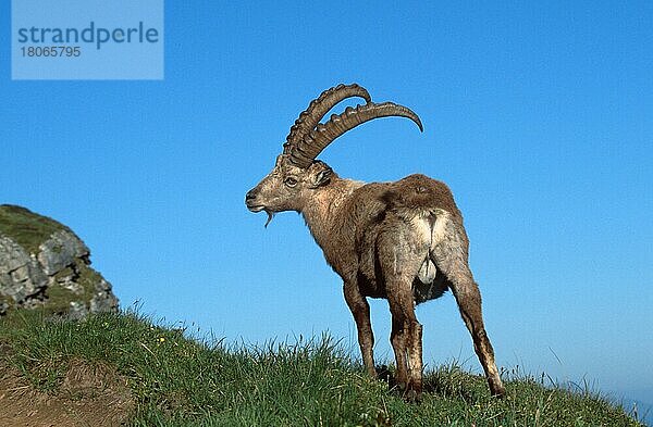 Alpensteinbock (Carpa ibex)  Berner Oberland () (alps) (Europa) (Gebirge) (Berge) (Säugetiere) (Huftiere) (Paarhufer) (Klauentiere) (Wildziegen) (außen) (draußen) (von hinten) (Wiese) (stehen) (stehend) (erwachsen) (Querformat) (horizontal)  männlich  Niederhorn  Schweiz  Europa