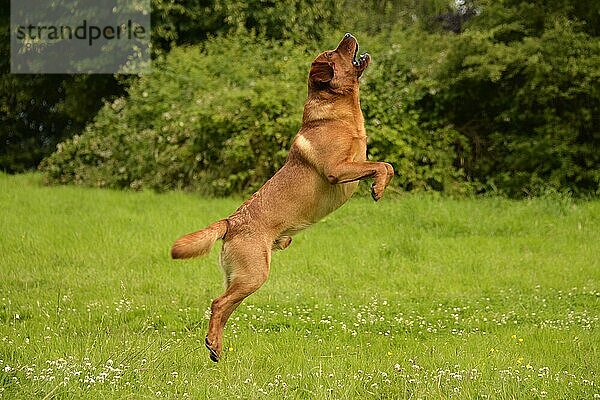 Labrador Retriever  gelb  Rüde  erwachsen  fuchsrot