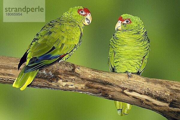Rotbrillenamazonen  Prachtamazonen (Amazona pretrei) (Tiere) (Tiere) (Vogel) (Vögel) (Amazonen) (Amazonenpapageien) (Papageien) (Ast) (Zweig) (außen) (draußen) (frontal) (von vorne) (seitlich) (Seite) (grün) (erwachsen) (Querformat) (horizontal) (Paar) (zwei) (zwei)