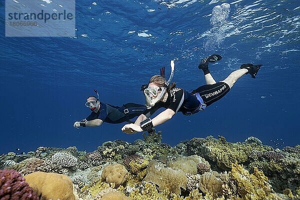 Apnoetaucher  Freitaucher  Schnorchler  Mann  Frau Paar  taucht über Korallenriff  Rotes Meer  Hurghada  Ägypten  Afrika