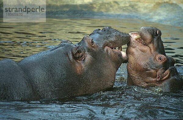 Nilpferd mit Jungtier  Flusspferd (Hippopotamus amphibius) mit Jungtier