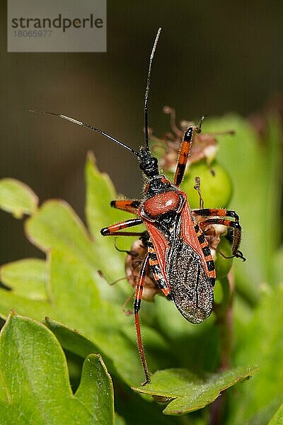 Rote Mordwanze (Rhynocoris iracundus)