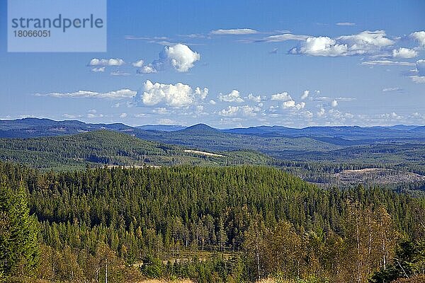 Nadelwald mit Waldkiefern (Pinus sylvestris)  Dalarna  Schweden  Europa