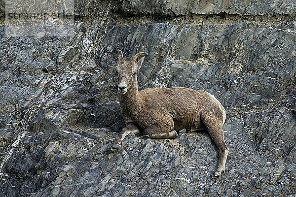 Dickhornschaf (Ovis canadensis) weiblich ruhend in Felswand  Jasper National Park  Alberta  Kanada  Nordamerika