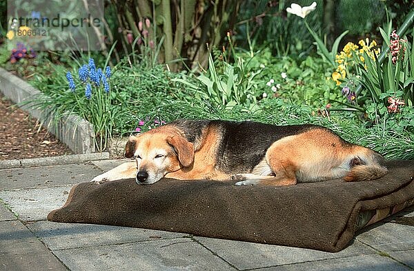 Gemischtrassiger Hund