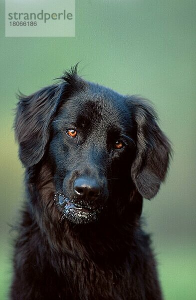 Hovawart  schwarz  black (animals) (außen) (outdoor) (frontal) (head-on) (von vorne) (Kopf) (head) (Porträt) (portrait) (freundlich) (friendly) (sitzen) (sitting) (adult) (Säugetiere) (mammals) (Haustier) (Heimtier) (pet) (Haushund) (domestic dog)