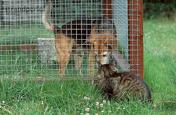 Norwegische Waldkatze und Mischlingshund in Zwinger beschnuppern sich