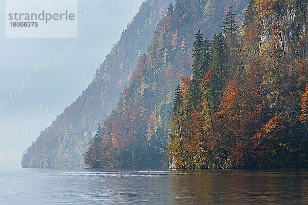 Mischwald am Berghang entlang des Königssees im Herbst im Nationalpark Berchtesgaden  Alpen  Bayern  Deutschland  Europa