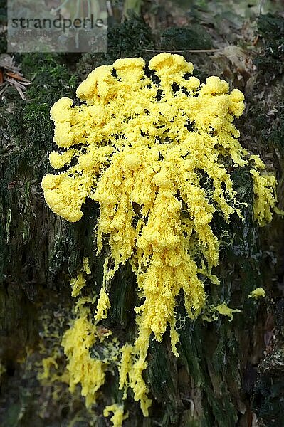 Gelbe Lohblüte (Fuligo septica)  Nordrhein-Westfalen (Fuligo septa)  Hexenbutter  Deutschland  Europa