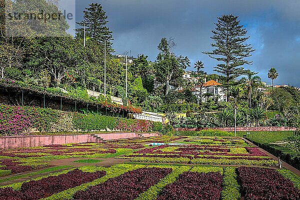 Blumenbeete  Botanischer Garten  Funchal  Madeira  Portugal  Europa
