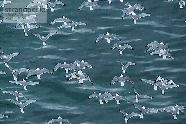 Dreizehenmöwen (Rissa tridactyla)  Varanger  Varangerfjord  Barentssee  Eismeer  Finnmark  Norwegen  Europa