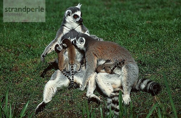 Ringelschwanzlemuren (Lemur catta)  Weibchen mit Jungtieren