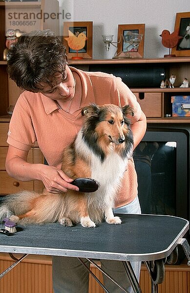 Frau striegelt Sheltie  Shetland Sheepdog