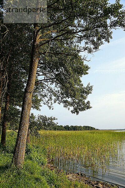 See Dargin  Masurische Seenplatte  Ermland-Masuren  Dargeinensee  Warminsko-Mazurskie  Polen  Europa