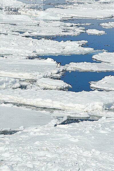 Adelie-Pinguin auf Eisscholle  Weddell-See  Adeliepinguin (Pygoscelis adeliae)  Antarktis  Antarktika