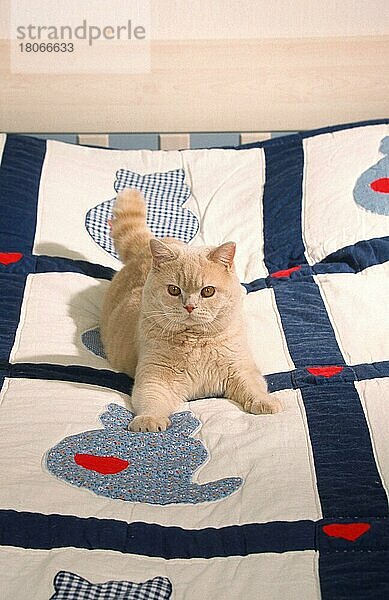 British Shorthair Cat  tomcat  cream  on bed  Britische Kurzhaarkatze  Kater  creme  auf Bett  Säugetiere  mammals  animals  Hauskatze  domestic cat  Haustier  Heimtier  pet  Rassekatzen  männlich  male  innen  Blickkontakt  eye-contact  frontal  head-on  von vorne  liegen  lying  adult