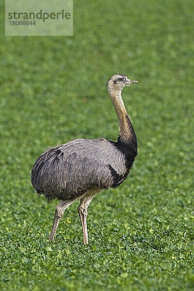 Großer Nandu (Rhea americana)  heimisch im östlichen Südamerika