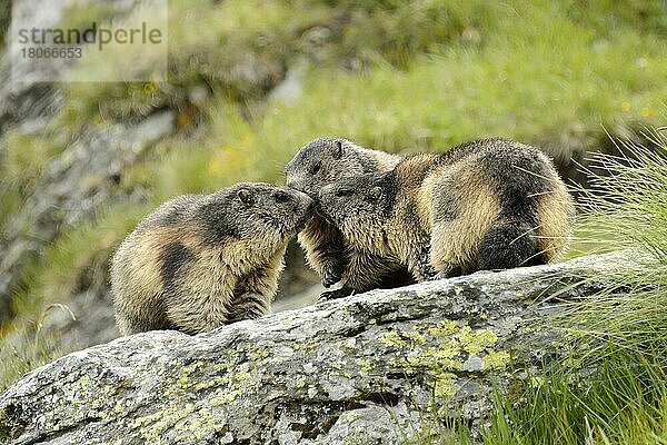 Murmeltier (Marmota marmota)  Nationalpark Hohe Tauern  Großglocknerhochalpenstraße  Österreich  Europa