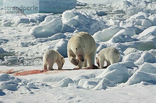 Eisbär  Weibchen und Jungtiere  fressen erbeutete Ringelrobbe (Phoca hispida)  Spitzbergen  Svalbard-Inselgruppe  Barentsee  Polarbär (Thalassarctos maritimus) Eisscholle  Norwegen  Europa