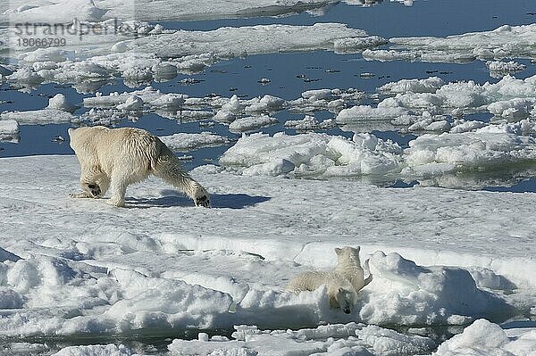 Eisbär  Weibchen und Jungtiere  jagt Ringelrobbe (Phoca hispida)  Spitzbergen  Svalbard-Inselgruppe  Barentsee  Polarbär (Thalassarctos maritimus) Norwegen