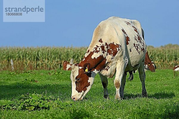 Deutsches Holstein-Rind auf Weide  Nordrhein-Westfalen  Rotbuntes Hausrind  Deutsche Holstein  Kuh  Kühe  Deutschland  Europa