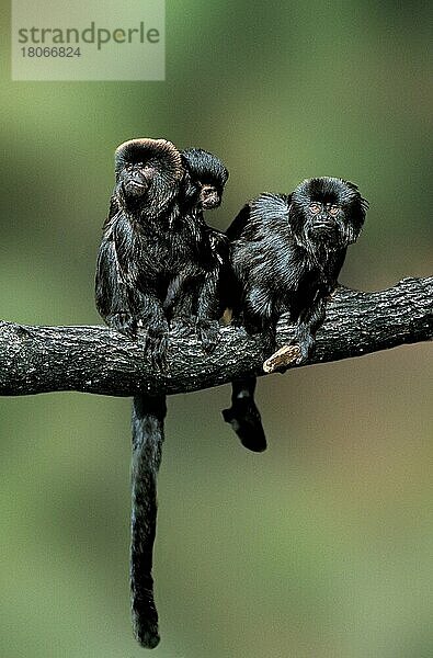 Callimicos  Goeldi's Monkeys with young  Springtamarine (Callimico goeldii) mit Jungtier (Tiere) (frontal) (von vorne) (Ast) (Zweig) (sitzen) (sitting) (Erwachsene) (Eltern) (parenthood) (parents) (Familie) (family) (Säugetiere) (mammal) (Affen) (Primaten) (Krallenäffchen) (Transport) (Zuneigung) (affection) (tragen) (carrying)