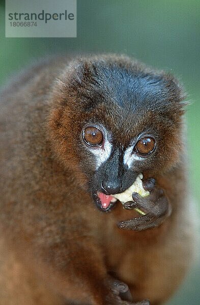 Rotbauchlemur  Rotbauchmaki (Eulemur rubriventer)  fressend  Red-bellied Lemur  eating (Afrika) (Madagaskar) (Madagascar) (animals) (Säugetiere) (mammals) (Halbaffen) (Primaten) (lemurs) (primates) (außen) (outdoor) (frontal) (head-on) (von vorne) (Porträt) (portrait) (adult) (Ernährung) (food) (feeding)