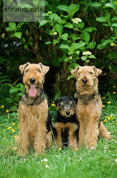 Welsh Terrier  Paar mit Welpe  9 Wochen