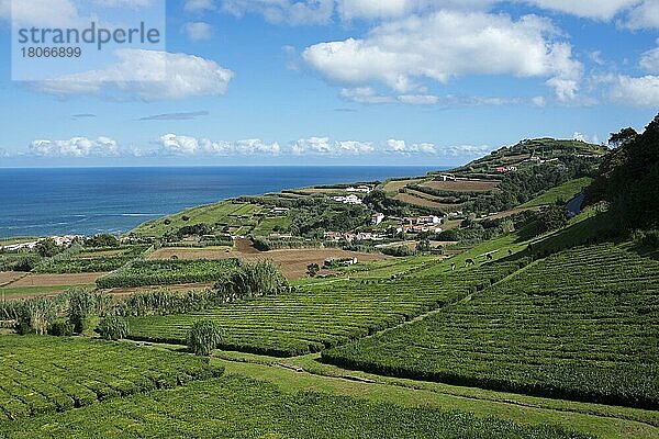 Teeplantage  Cha Porto Formoso  Maia  Sao Miguel  Azoren  Portugal  Europa