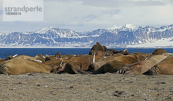 Große Gruppe von Walrossen (Odobenus rosmarus) beim Ausruhen am Strand von Poolepynten in Prins Karls Forland  Svalbard  Spitzbergen in der Barentssee