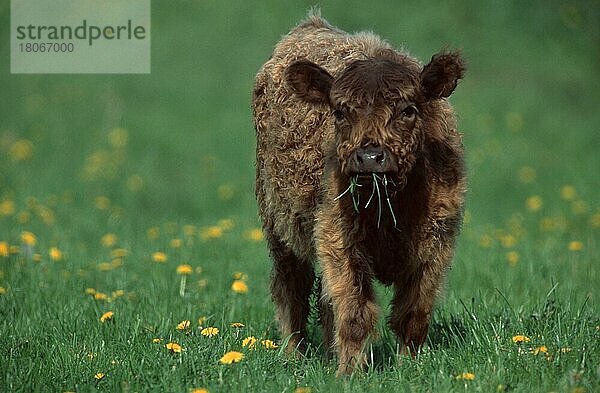 Junges Rind  Galloway X Charollais (Säugetiere) (Säugetiere) (Haustier) (Nutztier) (Huftiere) (Paarhufer) (Klauentiere) (Rinder) (außen) (draußen) (frontal) (von vorne) (Wiese) (Blumen) (Jungtier) (Kalb) (Kälbchen) (Querformat) (horizontal) (fressen) (stehen) (Ernährung) (Nahrung) (Fütterung) Kälbchen