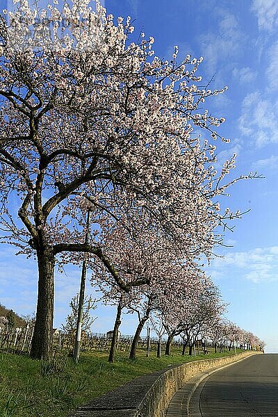Mandelbaum (Prunus dulcis)  Blüte  Rheinland-Pfalz  Gimmeldingen  März 2015  blühend  Südliche Weinstraße  Deutschland  Europa
