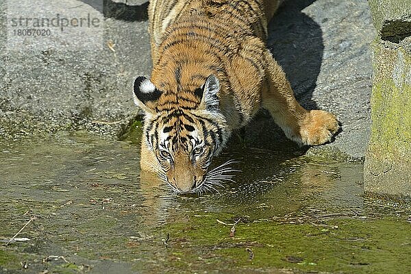 Hinterindischer Tiger (Panthera tigris corbetti)  Indochina Tiger Jungtier