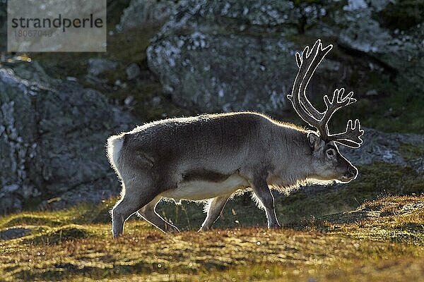 Spitzbergen-Rentier (Rangifer tarandus platyrhynchus)  männlich mit samtbedecktem Geweih auf der Tundra im Sommer  Svalbard  Spitzbergen  Norwegen  Europa