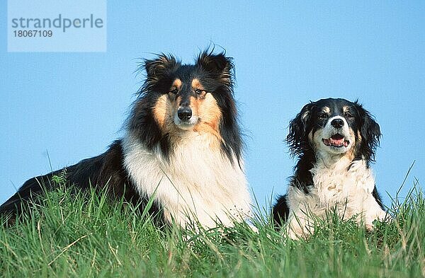 Schottischer Schäferhund und Mischlingshund  Collie  Schottischer Schäferhund