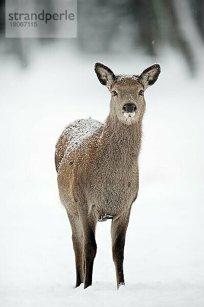 Rothirsch (Cervus elaphus)  weiblich  im Winter