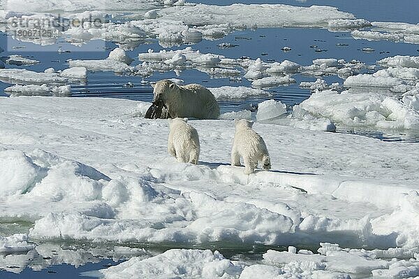 Eisbär  Weibchen und Jungtiere  jagt Ringelrobbe (Phoca hispida)  Spitzbergen  Svalbard-Inselgruppe  Barentsee  Polarbär (Thalassarctos maritimus) Eisscholle  Norwegen  Europa