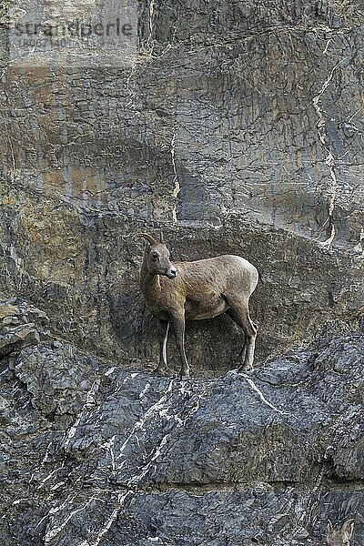 Dickhornschaf (Ovis canadensis) weiblich auf Felsvorsprung  Jasper National Park  Alberta  Kanada  Nordamerika